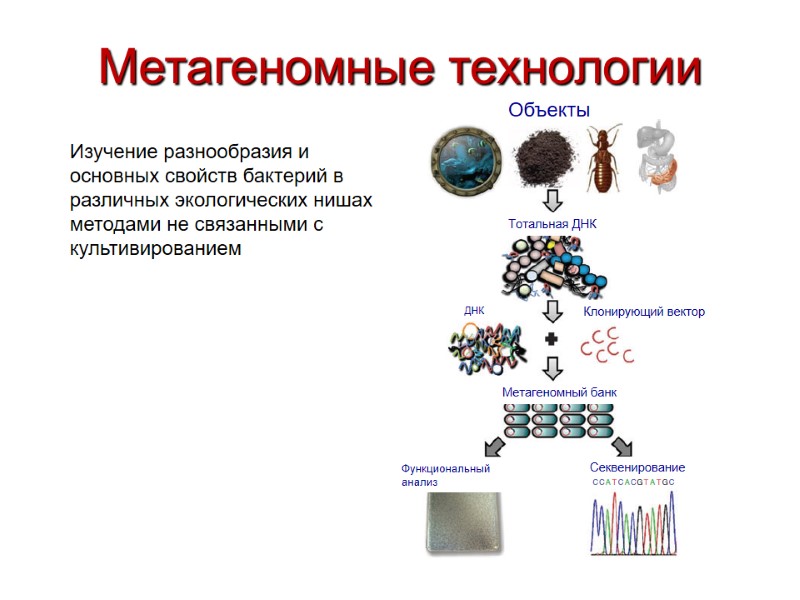 Метагеномные технологии Изучение разнообразия и основных свойств бактерий в различных экологических нишах методами не